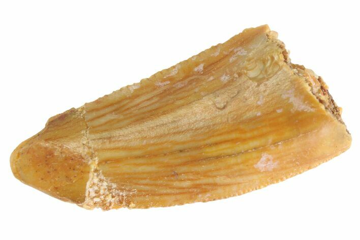 Bargain Raptor Tooth #332806